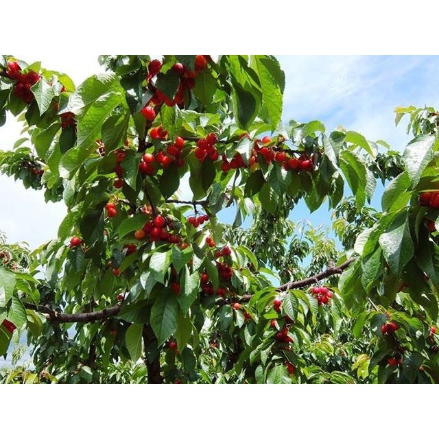 Hạt giống Anh đào (Cherry) (5 hạt) ĐẾN MÙA TRỒNG TẾT