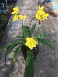 Cây Lan chu đỉnh vàng