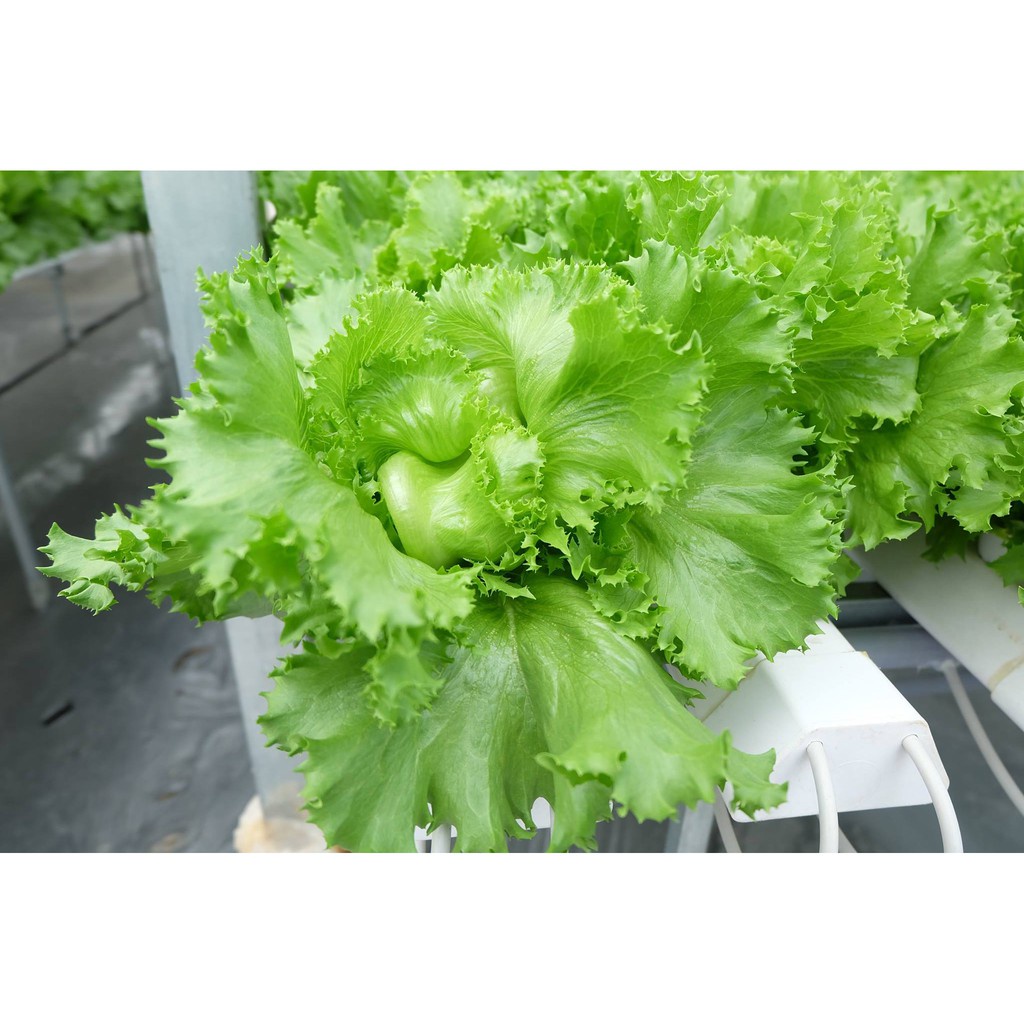 Hạt giống xà lách xoăn cuộn minetto giòn ngọt - rau củ quả trồng chậu, vườn dễ chăm sóc, tỉ lệ nảy mầm cao 2gr RADO 707