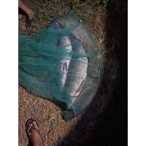 Thính Dụ Câu Cá Trắm Đen Và Cá Chép