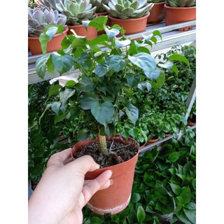 Cây hạnh phúc (thân trụ)