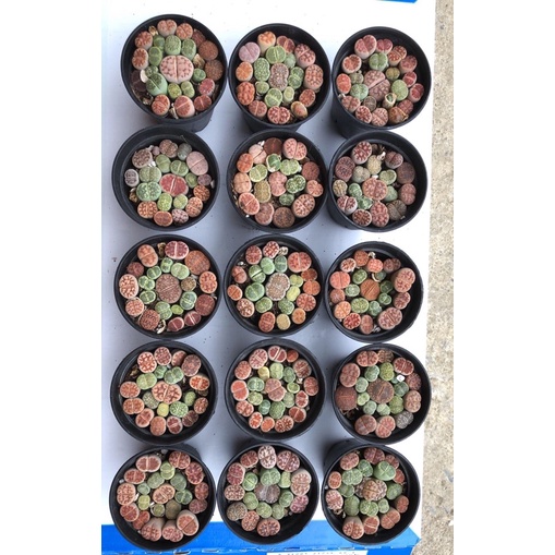 Sen đá Lithops - Thạch Lan
