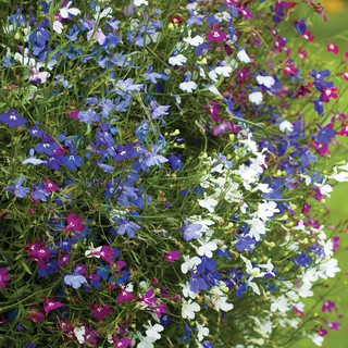 Hạt giống hoa Cuc Lobelia Mix