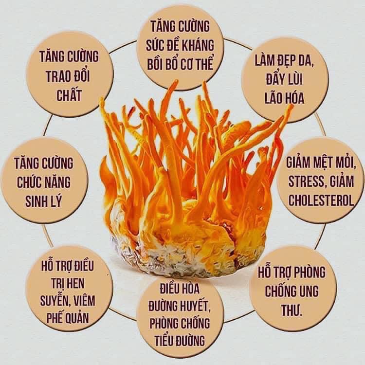 Saffron Và Đông trùng hạ thảo ngâm rượu - Quà Tặng -Tăng cường sức khỏe, Sinh Lý