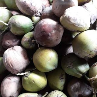 Dầu dừa nấu thủ công chai 1 lít