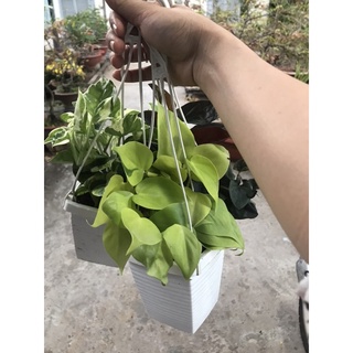 caykiengsadec  combo trầu bà+ tặng phân bón - hoa kiểng lá - cây phong thủy - trang trí nội thất