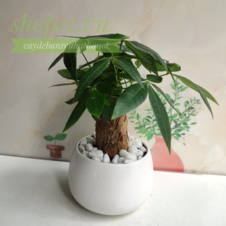 Cây Kim Ngân Nhỏ Chậu Sứ Tròn