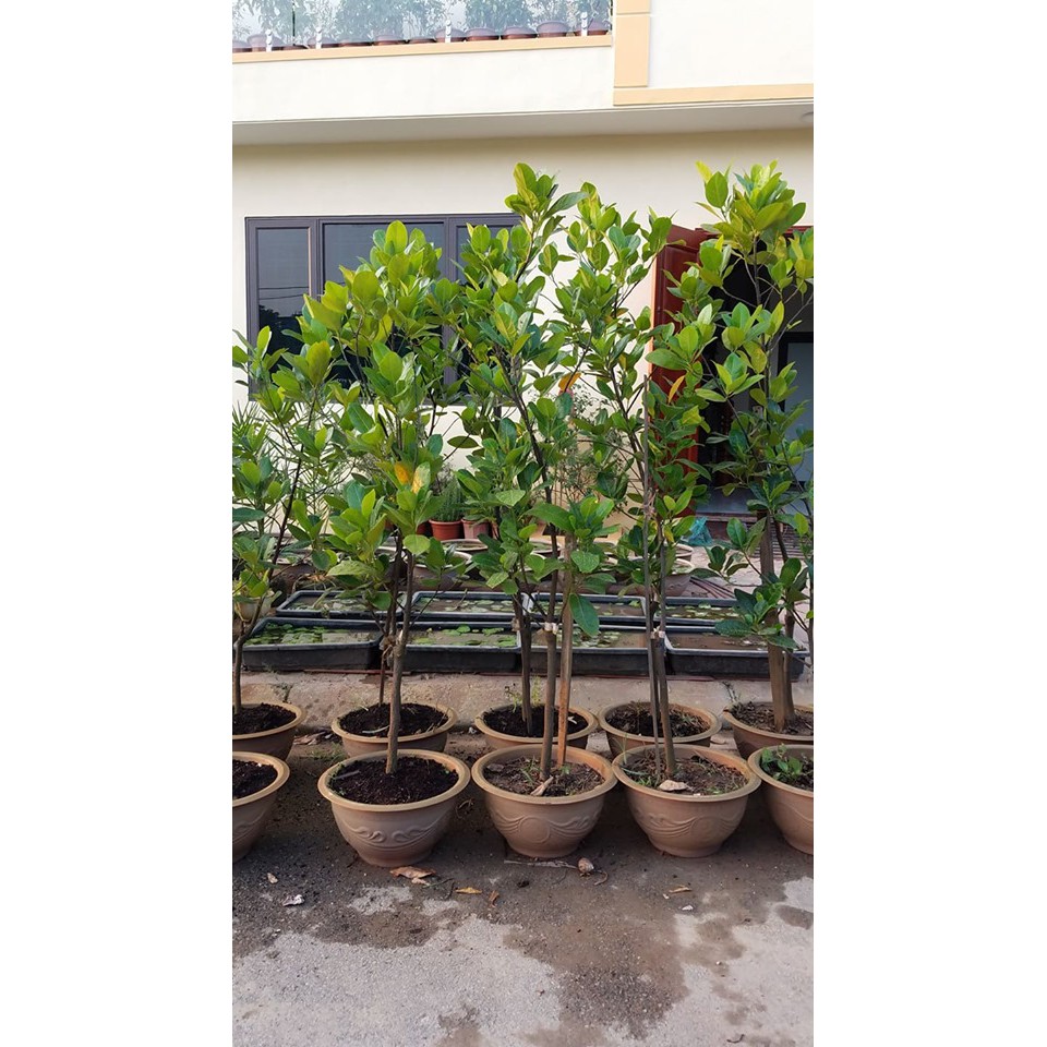 Cây mít Thái trưởng thành chờ ra quả (chỉ giao hàng nội thành Hà Nội)