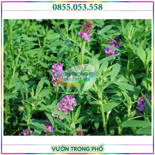 Hạt giống cỏ chăn nuôi ALFALFA Linh Lăng - cỏ đậu -100g