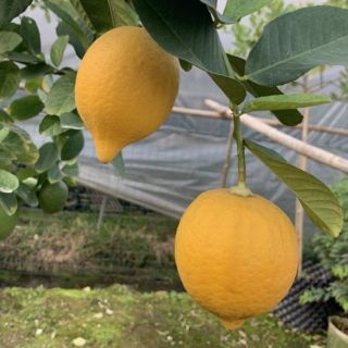 Cây 🌲 🍋 Chanh Mỹ.... vàng