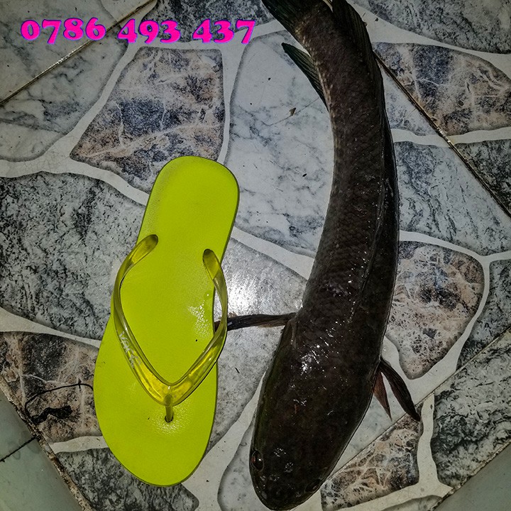 100 LƯỠI Ó CẮM CÂU CÁ LÓC bao nhạy và cá và rất khó sẩy