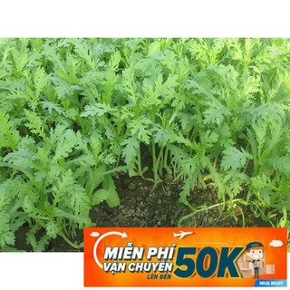 20g Hạt giống Rau Tần ô