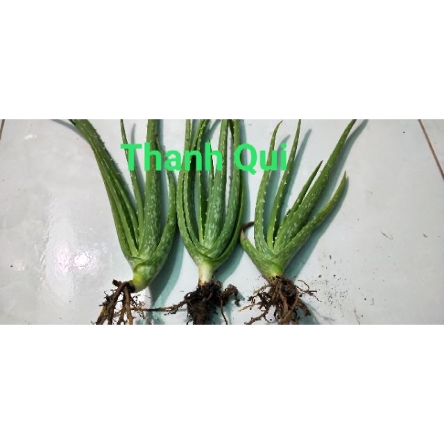 Set 6 Cây nha đam giống  siêu đẻ nhanh