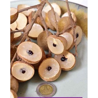 cây giống nhãn hạt lép