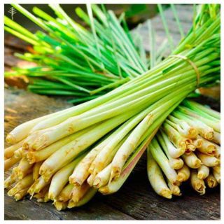 Tinh dầu xả đuổi muỗi thơm phòng