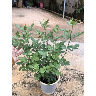 hoa hồng ngoại đủ màu