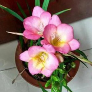 Củ hoa lan nam phi hoa màu hồng ( 1 củ tặng kèm 1 viên nén ươm củ)