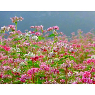 Hạt giống hoa Tam giác mạch