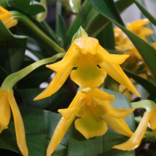 HOA LAN KIM ĐIỆP NHỰA HOA VÀNG