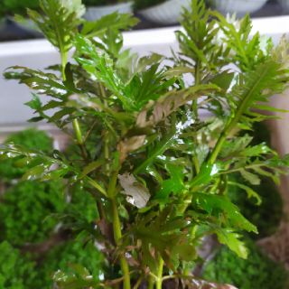 Cây thủy sinh Cây Thủy Cúc (10-15 ngọn). ẢNH THẬT CỦA SẢN PHẨM