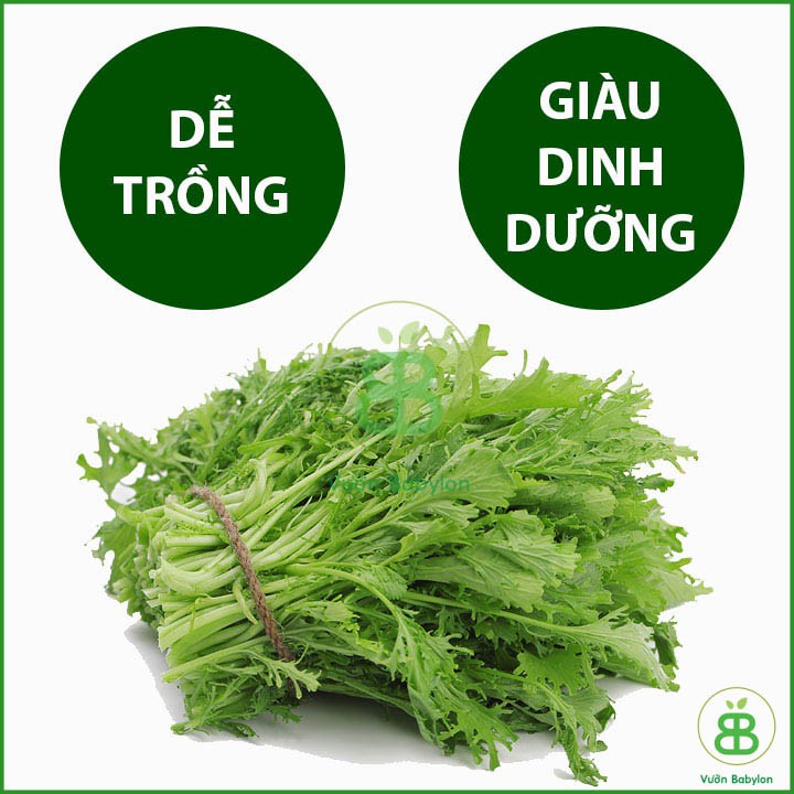 20Gr Hạt Giống Cải Ngọt Đuôi Phụng Tỉ lệ Nảy mầm Cao