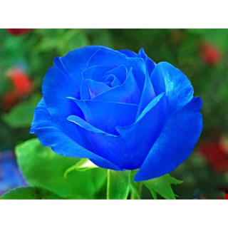 20 Hạt giống hoa Hồng xanh dương tặng kích mầm