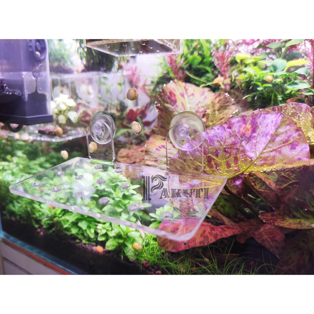 Giá thể hít kính mica show cây bucep cho hồ thủy sinh