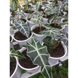 Môn Quan Âm(Alocasia Amazonica ‘Polly’)