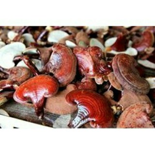 sỉ giá gốc nấm linh chi đỏ 500g - 1kg