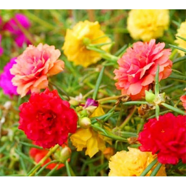 Gói 200 Hạt giống hoa mười giờ kép nhiều màu luckyseed hạt siêu rẻ