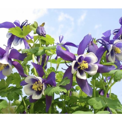 Hạt giống HOA BỒ CÂU Blue Star Columbine để trồng (Aquilegia caerulea) Gói đôi 50 hạt mỗi loại