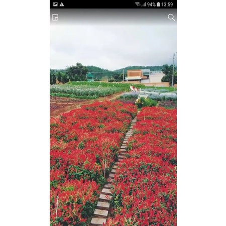 Xac Phao đỏ 50k/1.200 hạt