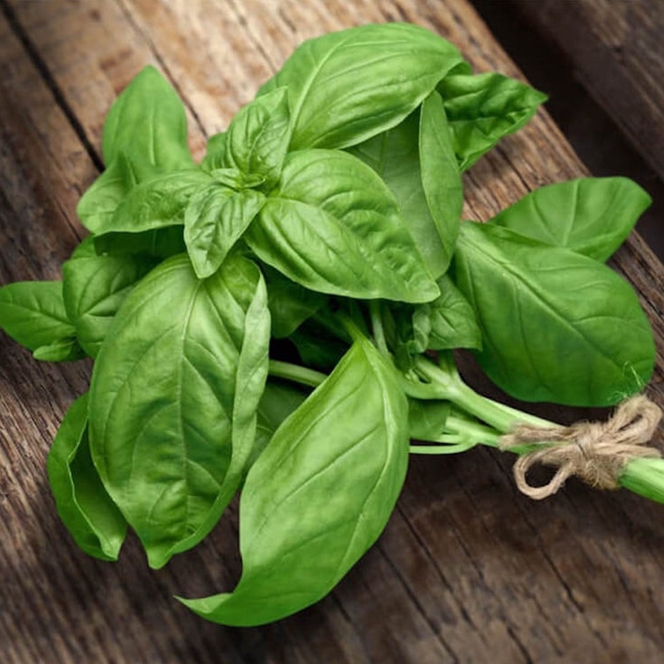 Hạt Giống Quế Tây (BASIL) 2gr