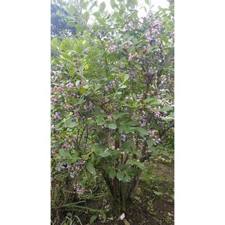 HẠT GIỐNG VIỆT QUẤT ĐỎ VÀ TÍM