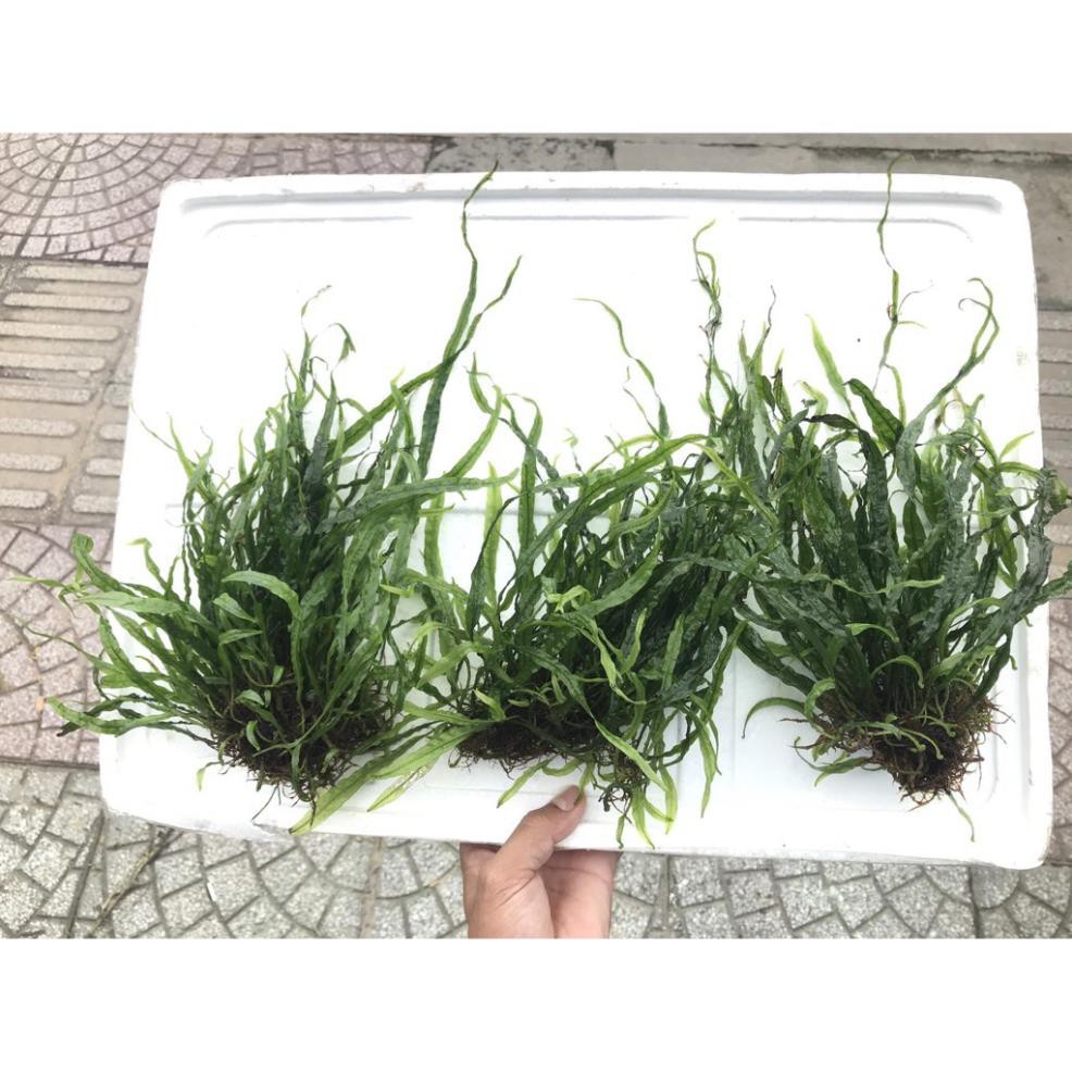 Dương xỉ lá kim - full lá nước