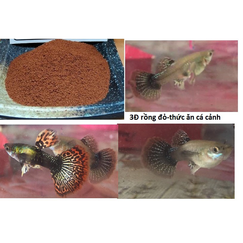 Thức ăn cá cảnh.3Đ guppy rồng đỏ