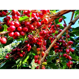 Cà phê Arabica Cầu Đất- Dakland coffee