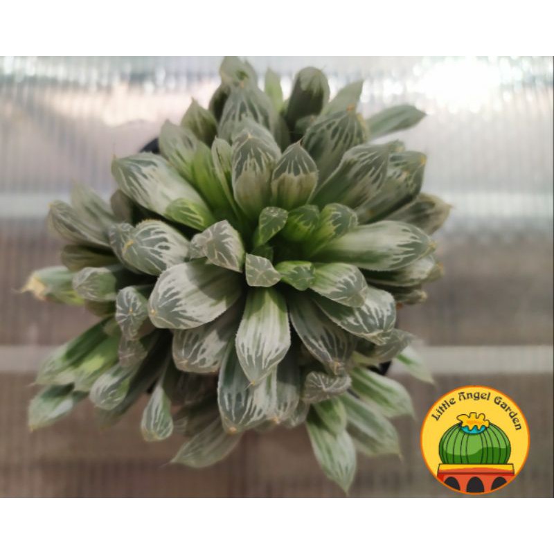 Sen đá kim cương Haworthia đã thuần, dễ chăm | Haworthia Cooperi Pilifera Variegata