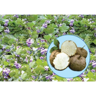 Bột sâm tố nữ 500gr