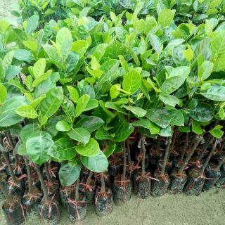 Cây mít thái giống