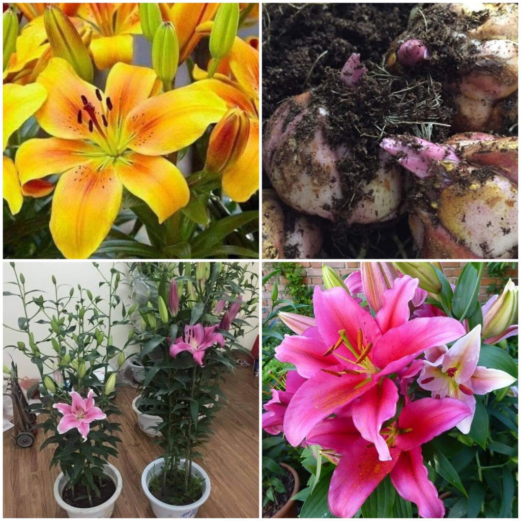 Combo 5 Củ Ly Thân cao Hoa Màu Hồng Rubi Củ Ly Giống