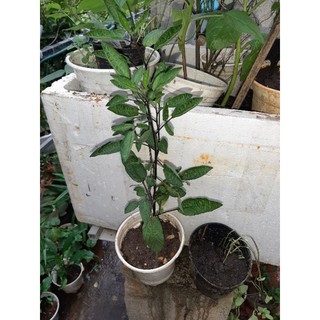 Cây giống dưa hấu Peppino (dưa hấu nam mỹ) loại nhỏ 10cm