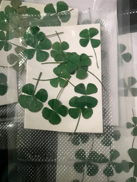 Cỏ Bốn Lá Thật