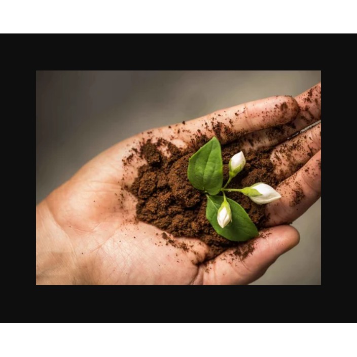 Đất trồng cây tổng hợp: đất sạch, xơ dừa