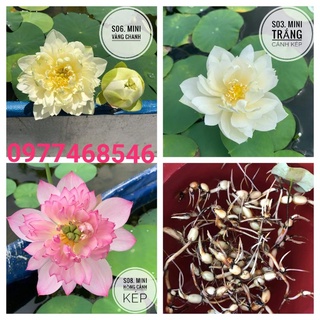 Củ sen giống mini siêu nụ Nhật nhiều màu được lựa chọn.