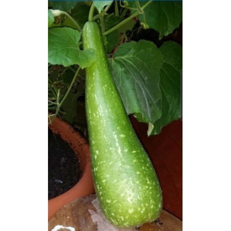 Hạt giống Bầu Sao Bốn Mùa F1 (Monsoon Botter Gourd) Nhập khẩu Thái Lan - 15 Hạt