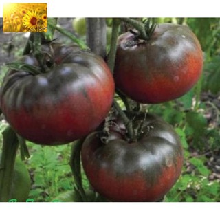 Hạt Giống Cà Chua Socola Qủa To (30 Hạt)