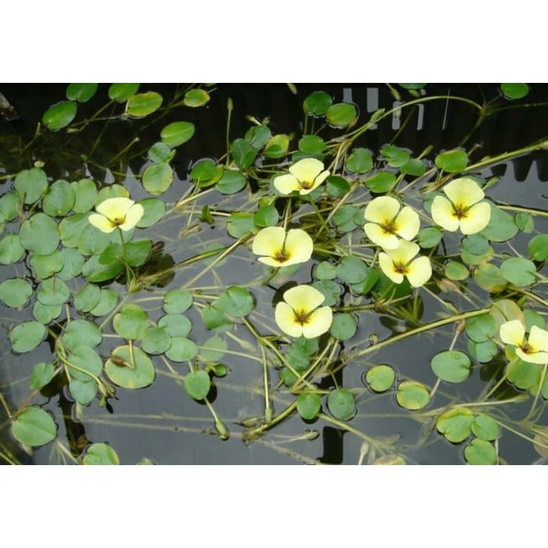 《Giá Rẻ》Thủy Quỳnh Trồng Thủy Sinh