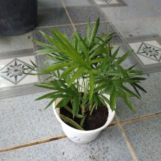 [Cây phong thủy] Cau Tiểu Trâm