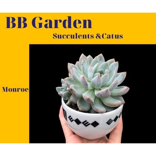 Sen đá monroe thuần bb garden trên 7cm